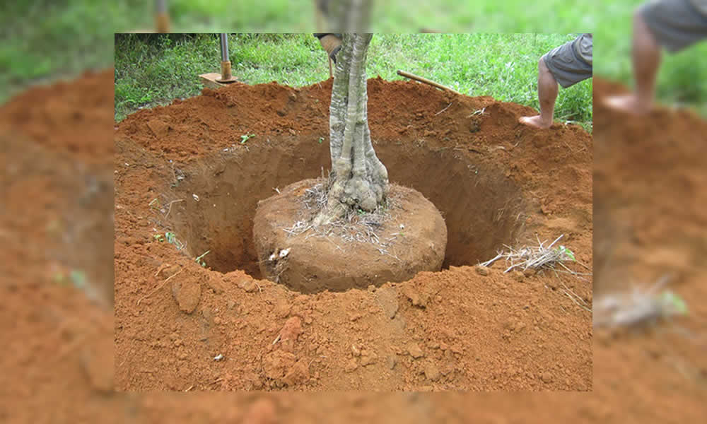 Minas Oliva Paralelo