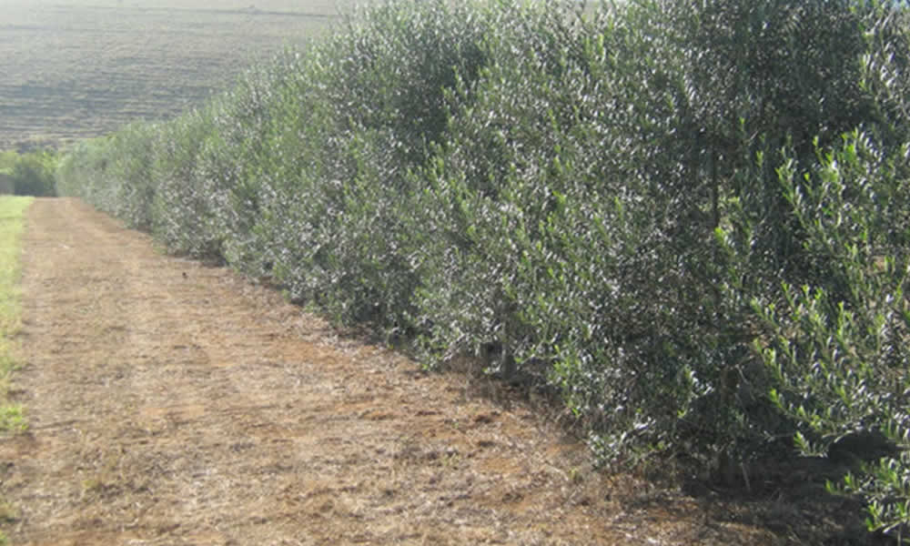 Minas Oliva Paralelo