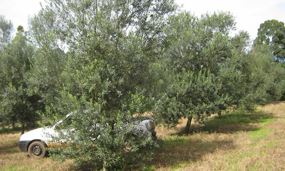 Minas Oliva Paralelo