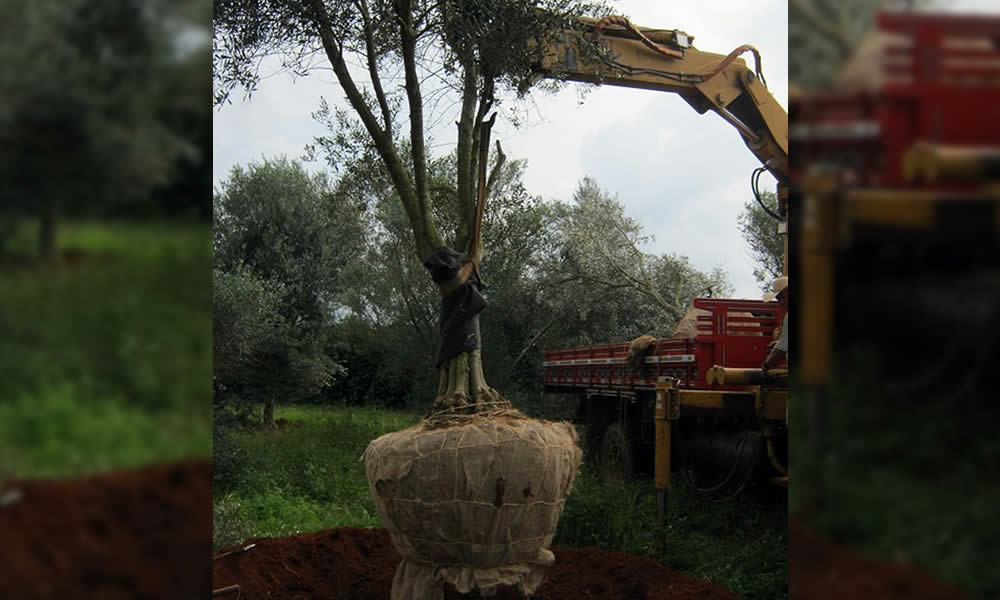 Minas Oliva Paralelo