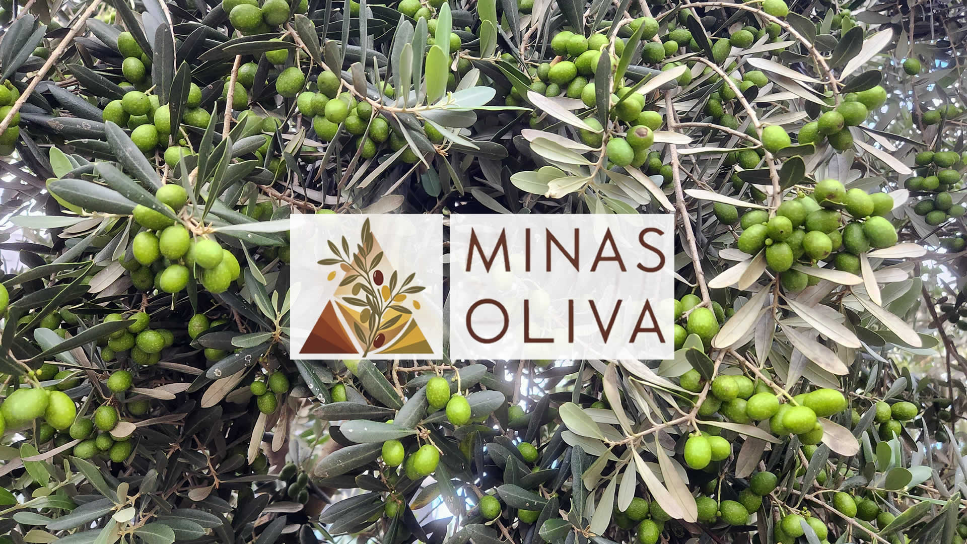 Minas Oliva